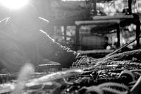 Jerry_Crab_2017-7